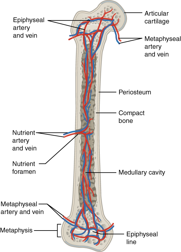 Arteries and veins of a long bone
