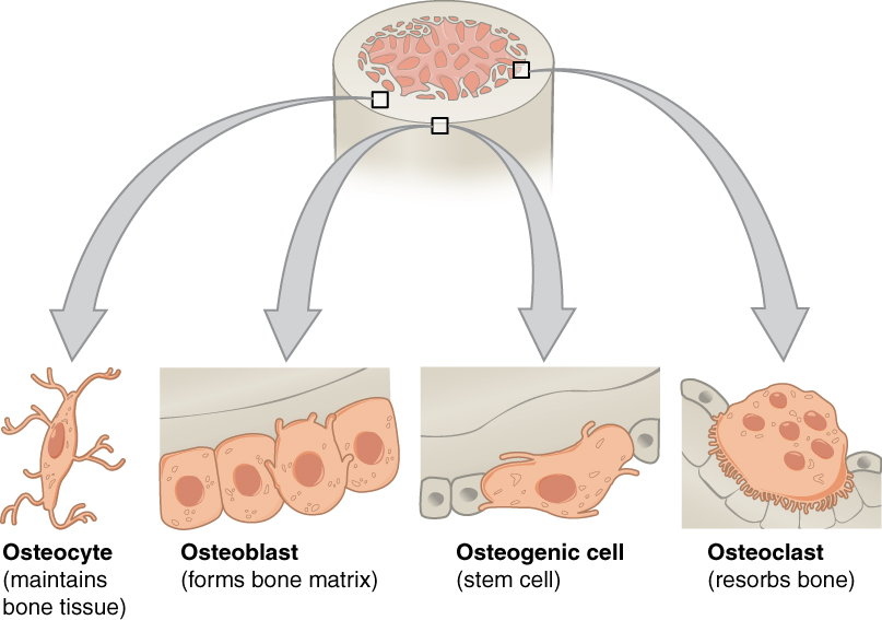 The four types of bone cell
