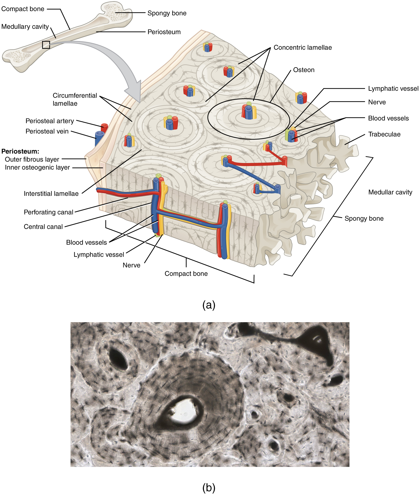 Structure of compact bone with osteons