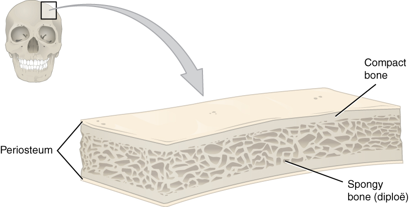 Section through a flat bone of the skull