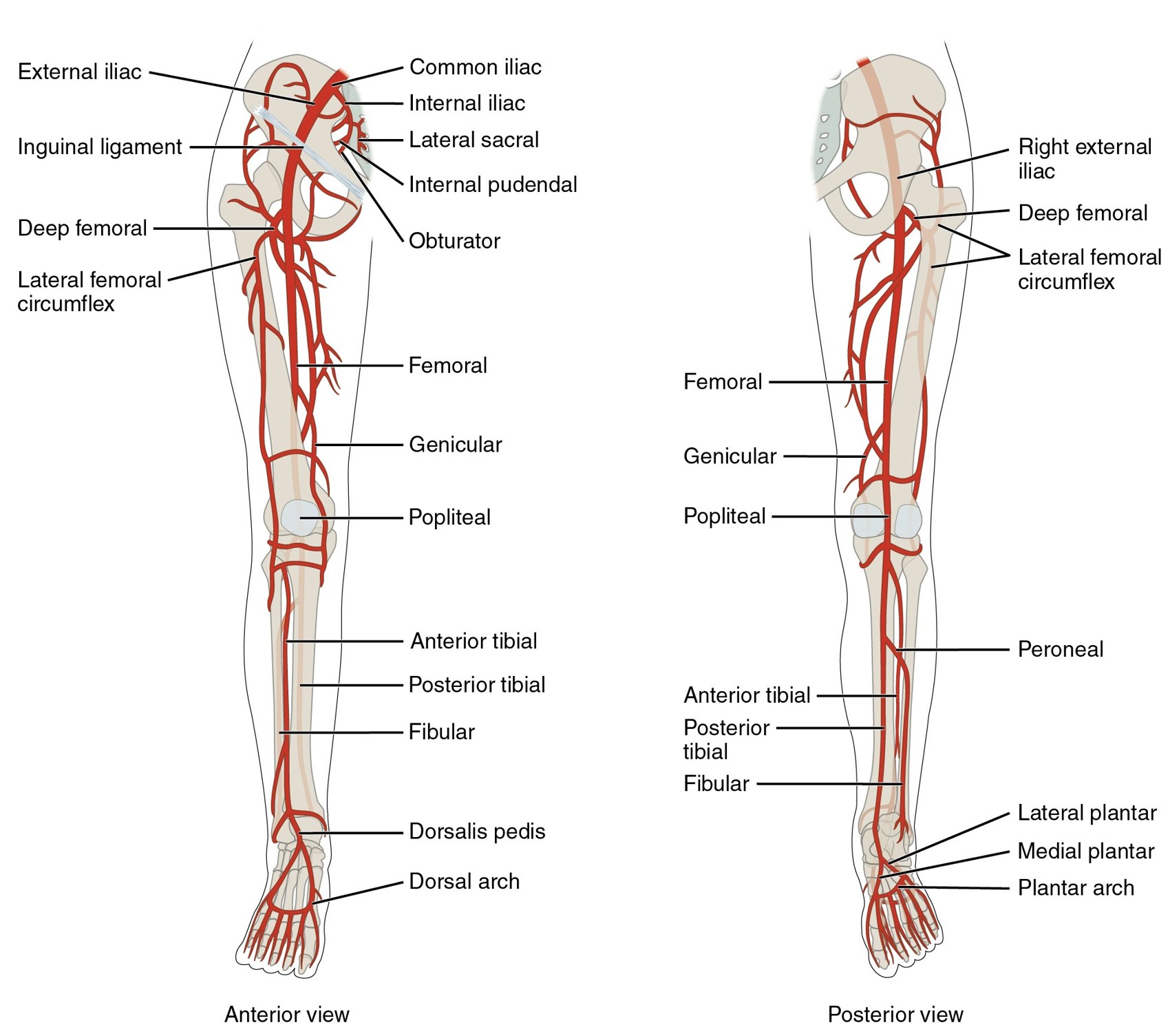 Arteries of the lower limb, anterior and posterior views