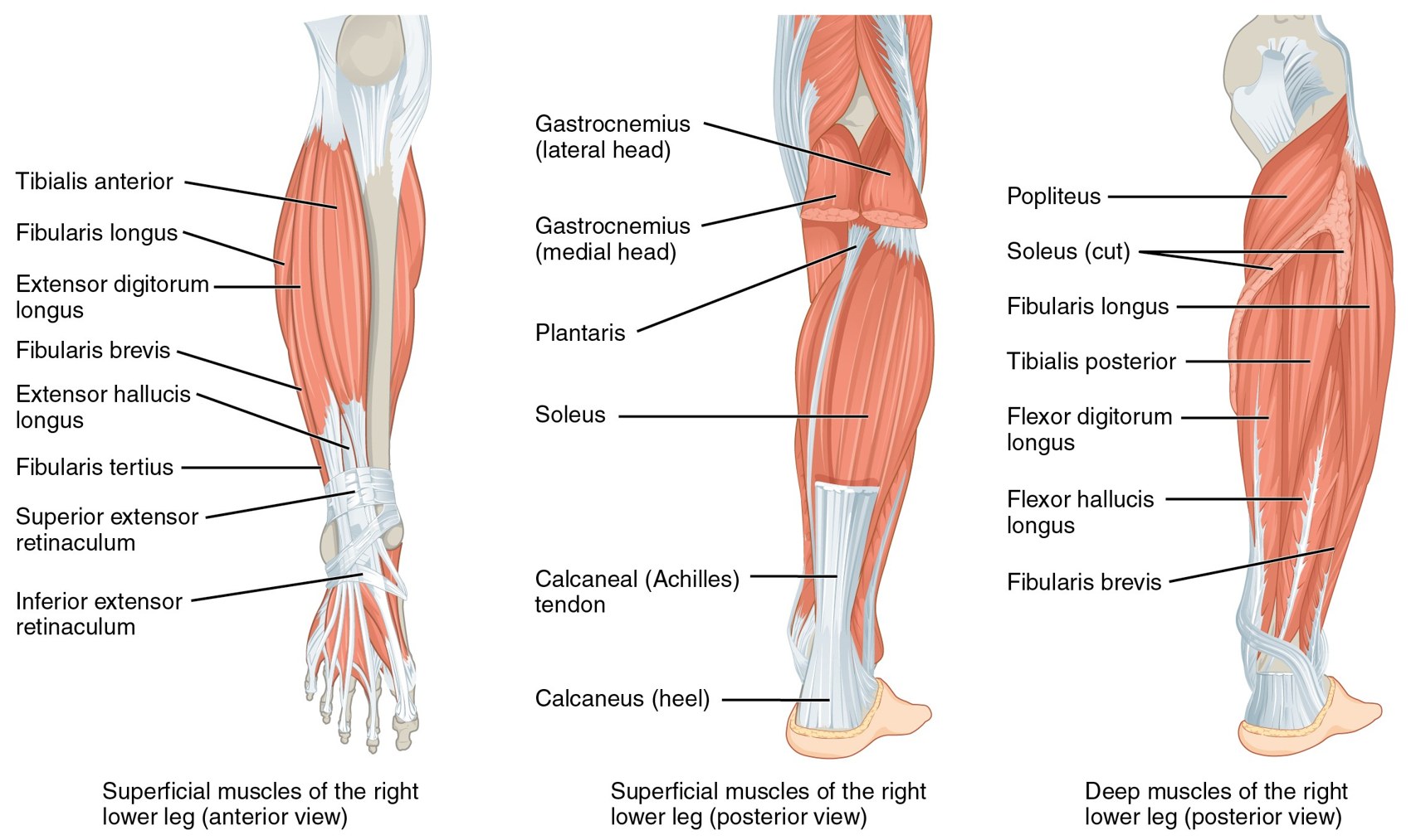Muscles of the leg in anterior and posterior views