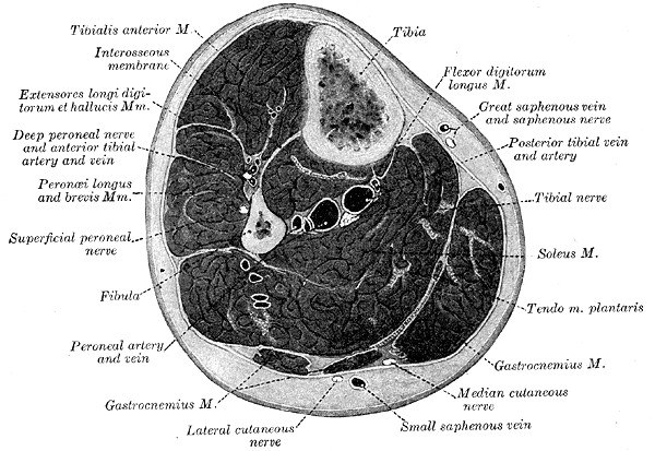 Anatomical cross-section through the middle of the leg