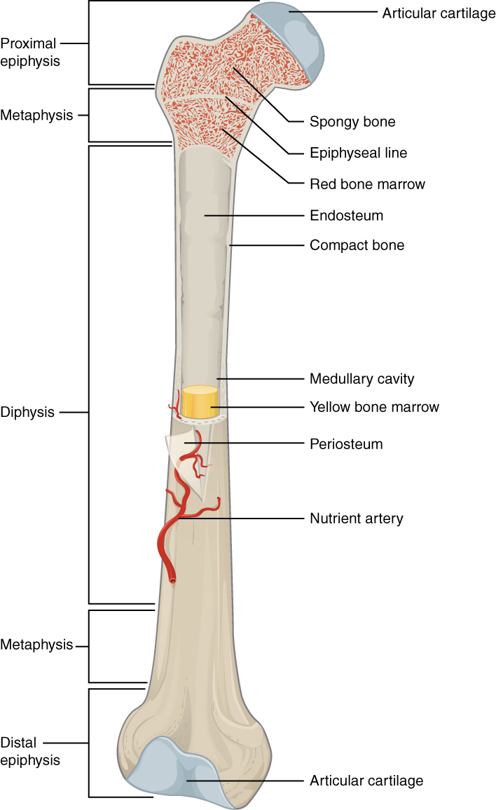 Labeled drawing of an adult long bone