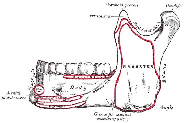 Outer surface of the mandible with muscle attachments