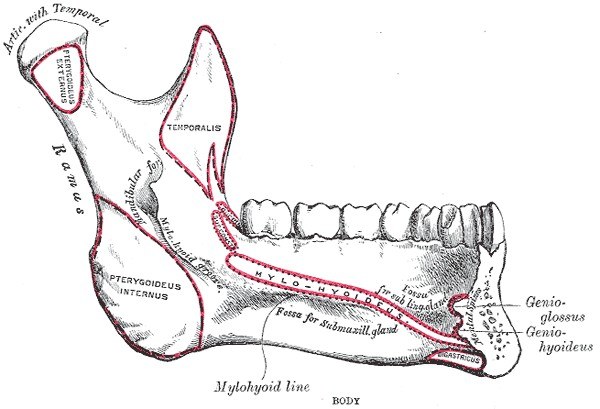 Inner surface of the mandible with muscle attachments