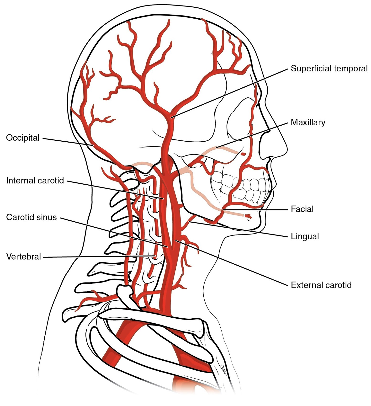 Arteries of the head and neck
