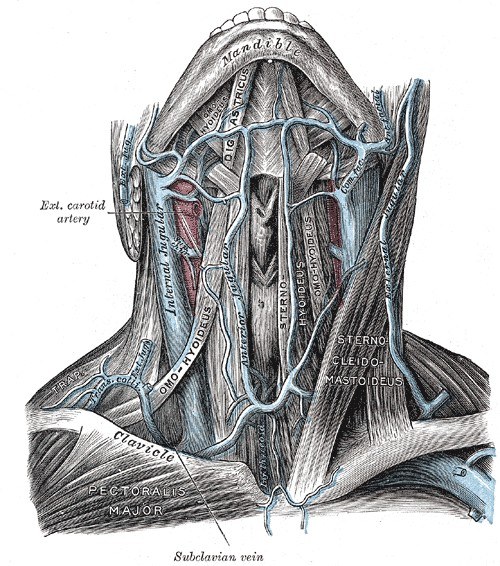 Veins of the neck seen from the front