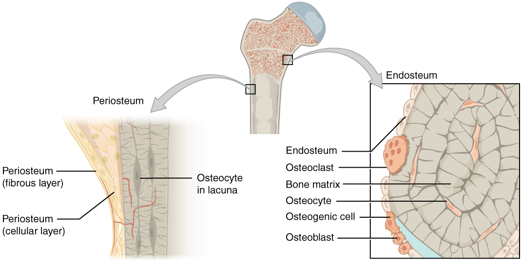 Periosteum and endosteum