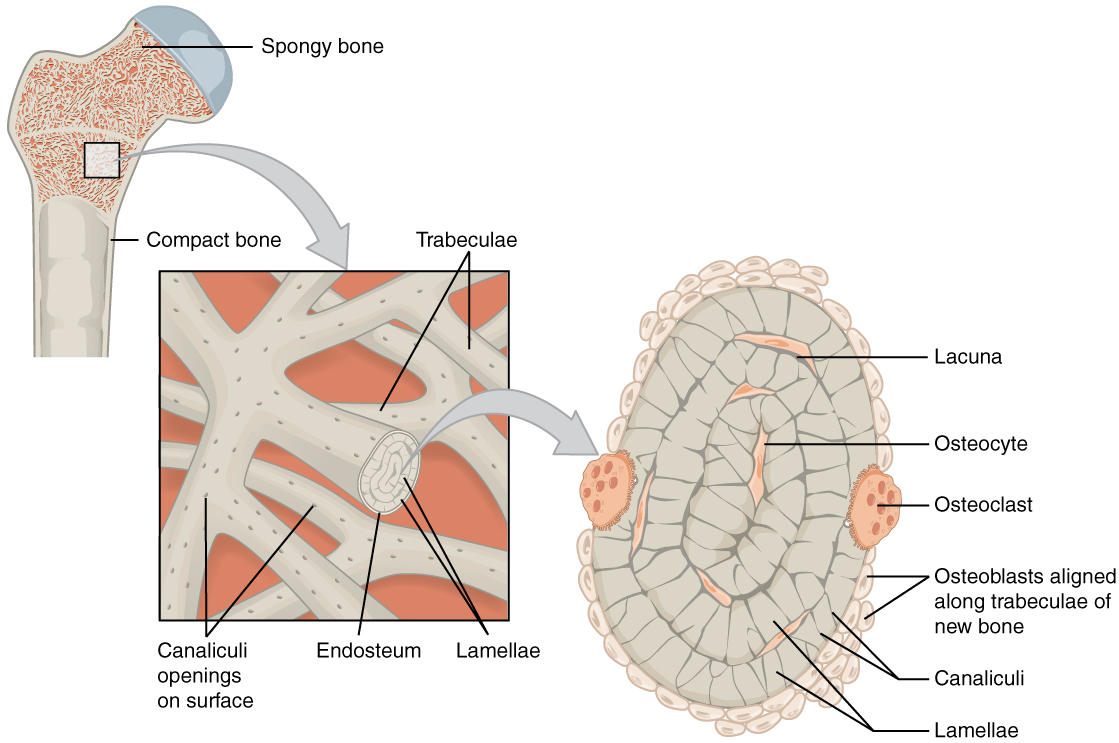 Structure of cancellous bone with trabeculae