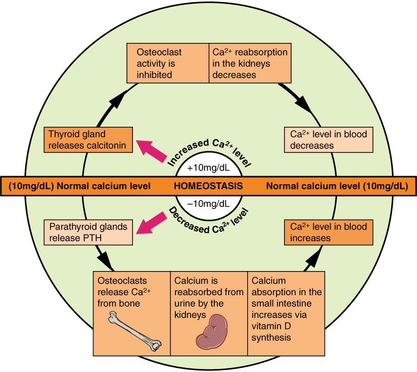 Calcium homeostasis by PTH and calcitonin