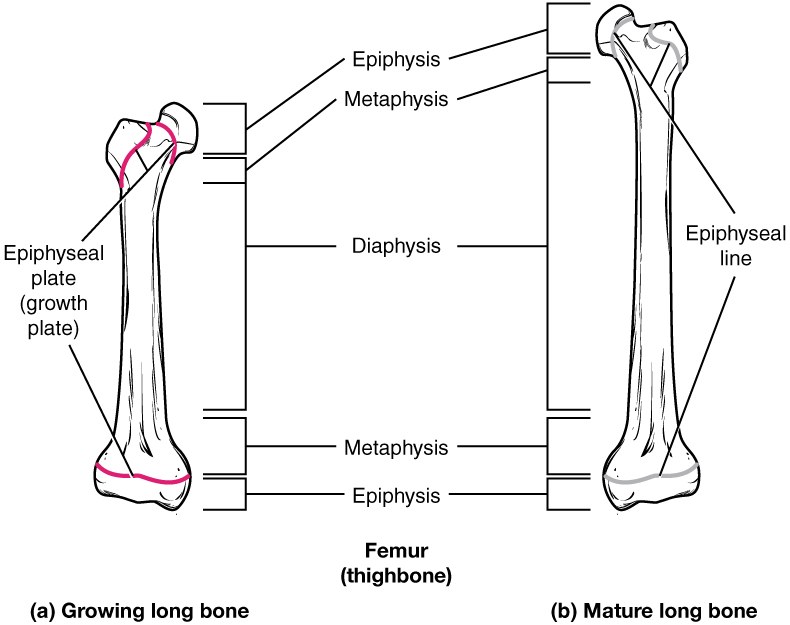 Epiphyseal plate in a child and epiphyseal line in an adult