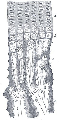 Longitudinal section of developing femur