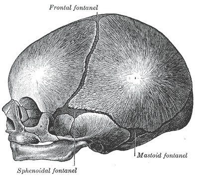 Skull at birth from the side