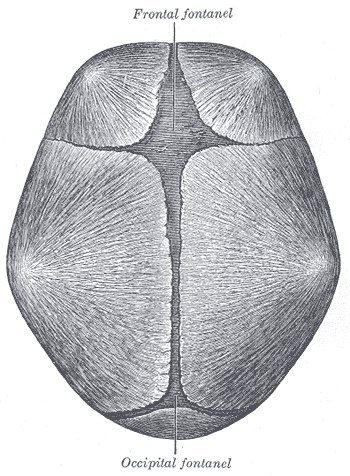 Skull at birth from above, showing fontanelles