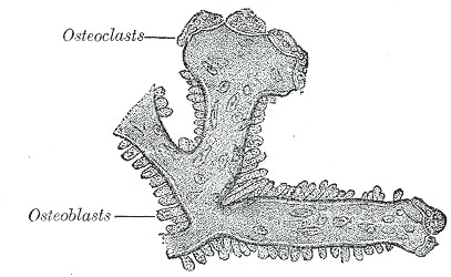 Osteoblasts and osteoclasts on a trabecula
