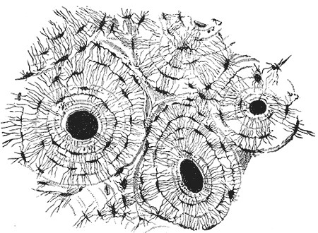 Transverse section of compact bone showing osteons