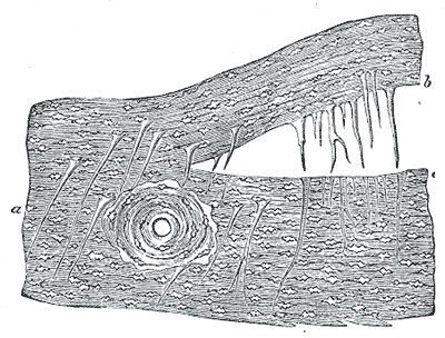 Perforating fibers in parietal bone