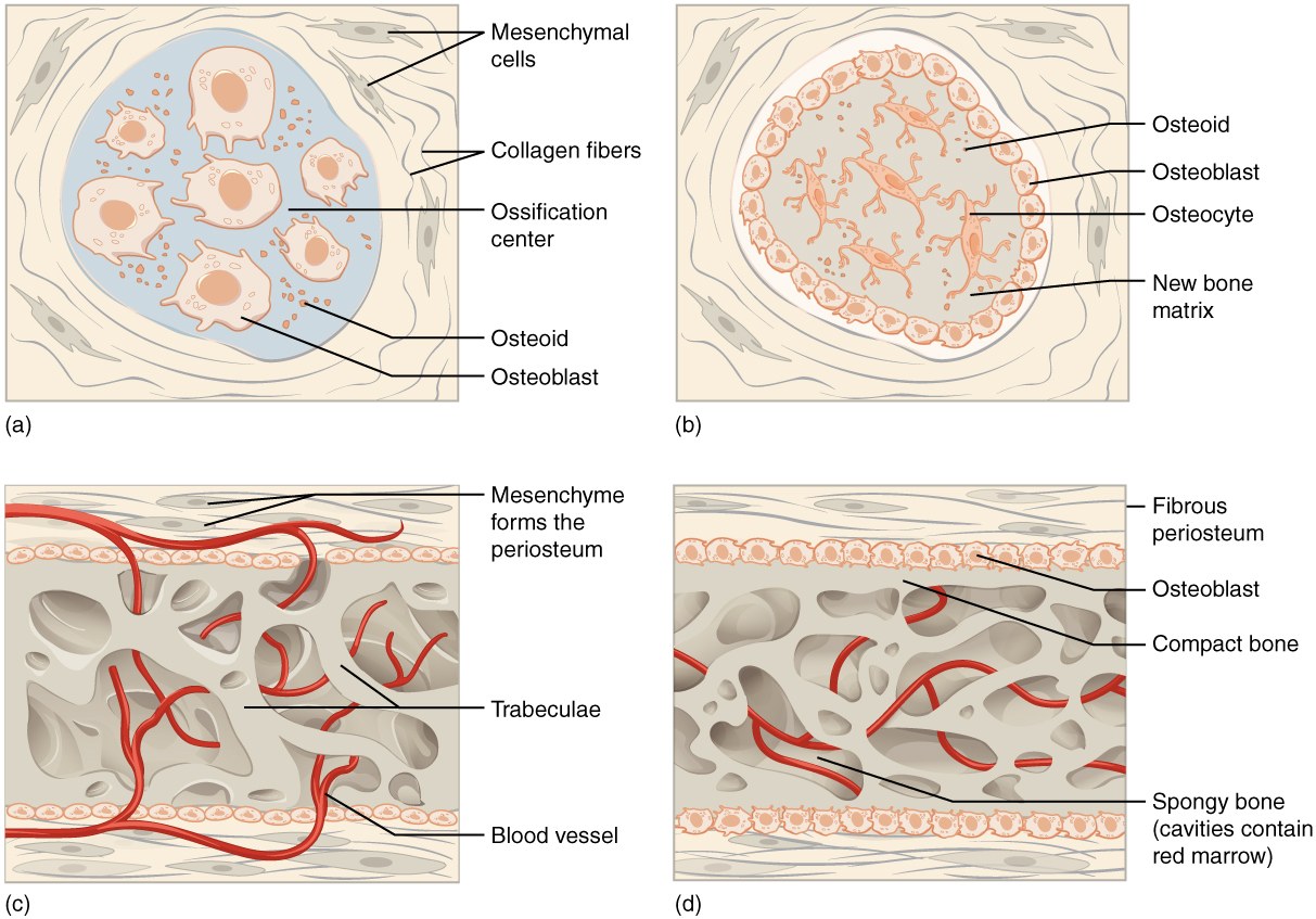 Four steps of intramembranous ossification