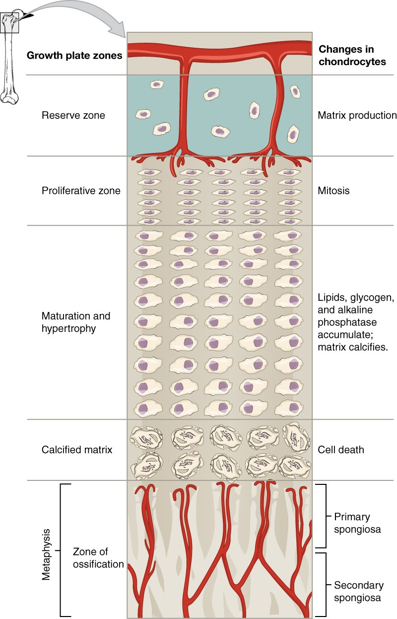 Zones of the growth plate