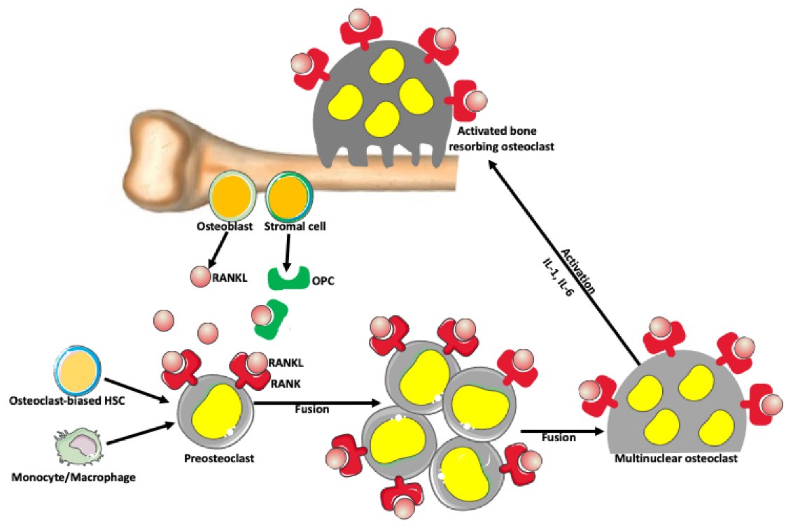 Osteoclast formation from monocyte precursors