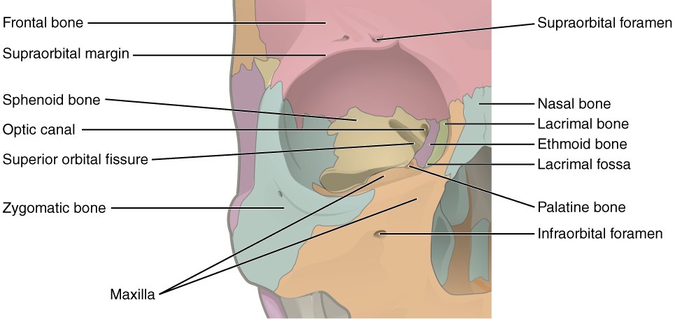 Bones forming the orbit
