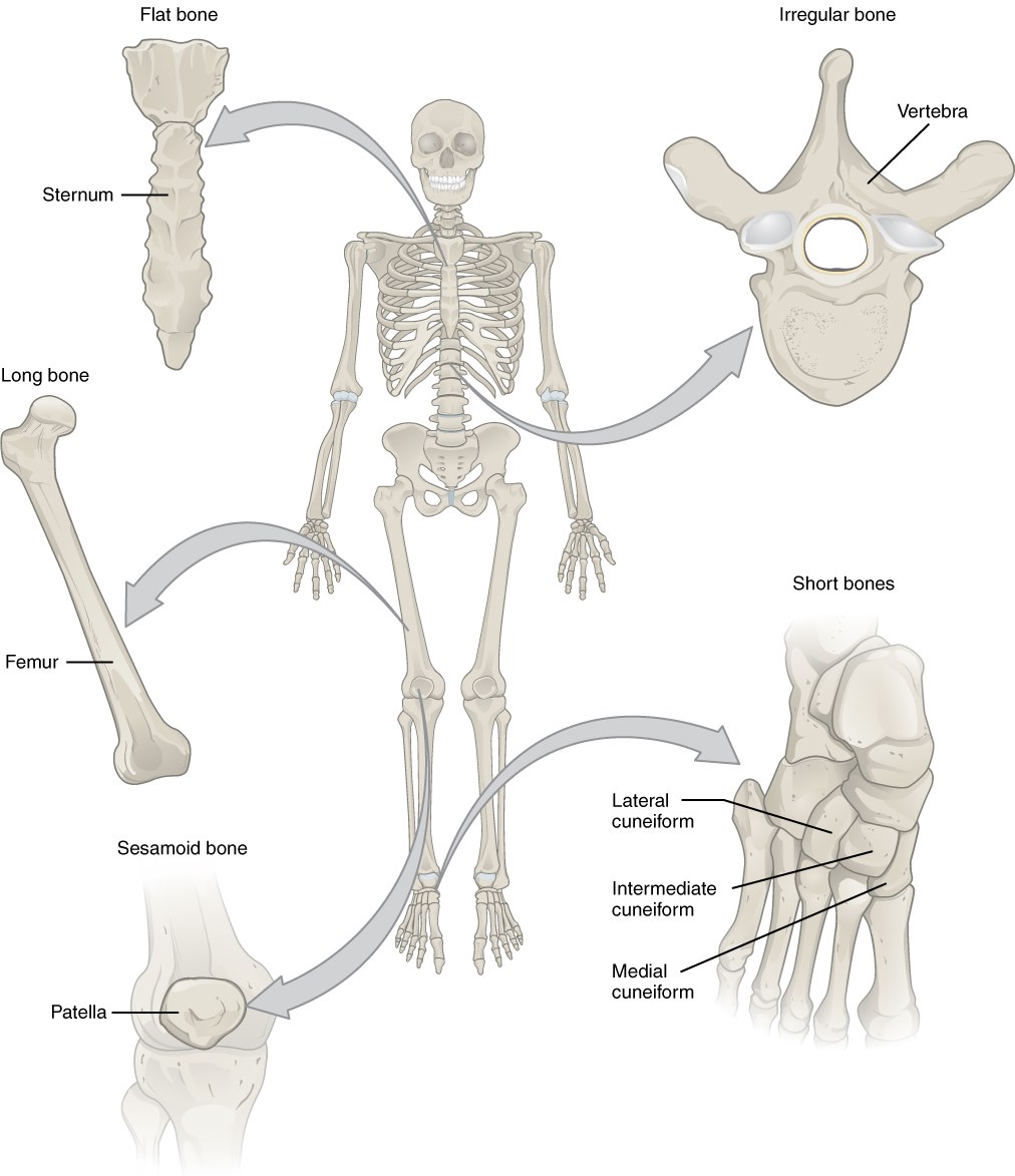 Examples of long, short, flat, irregular and sesamoid bones