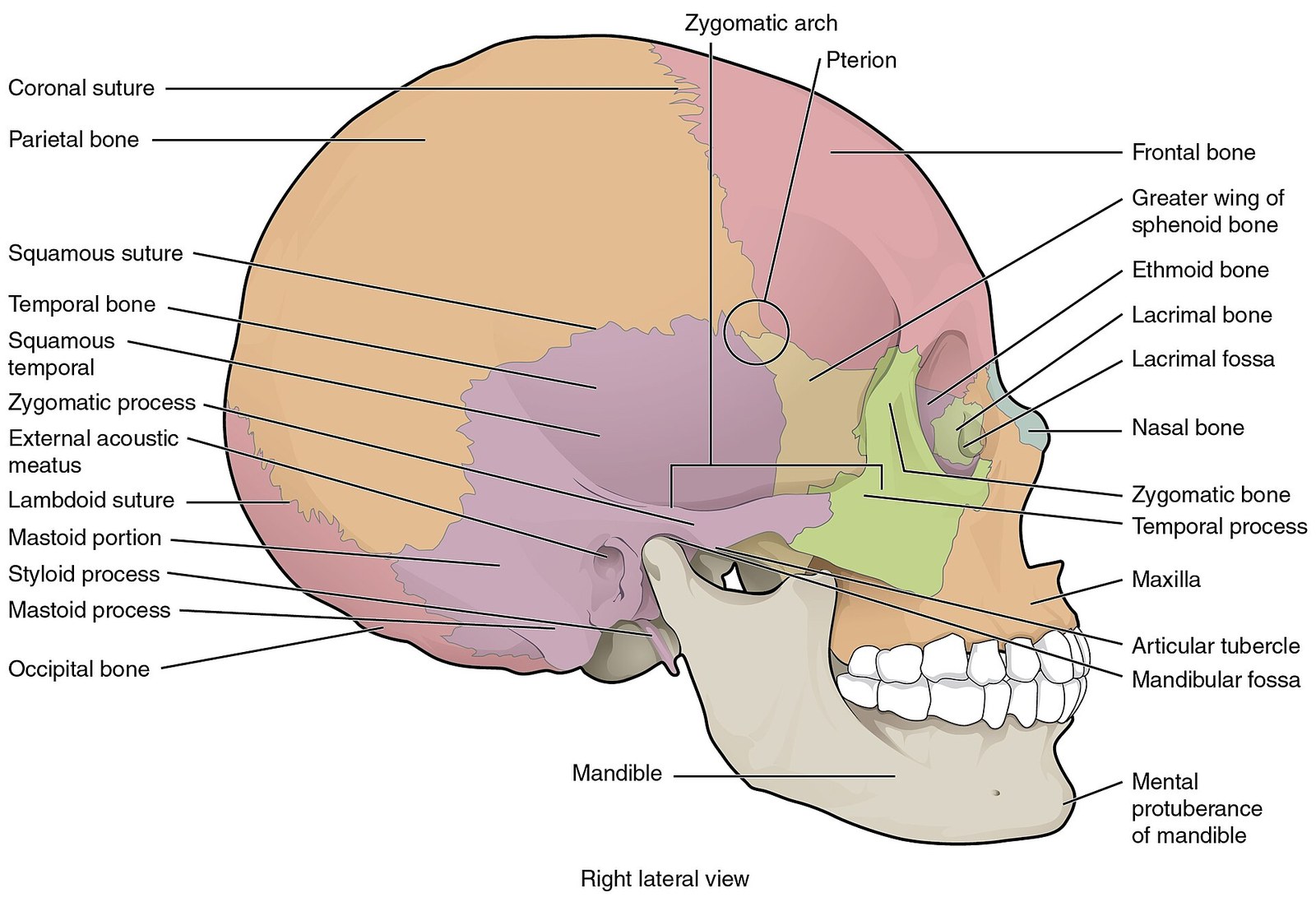 Lateral view of the skull