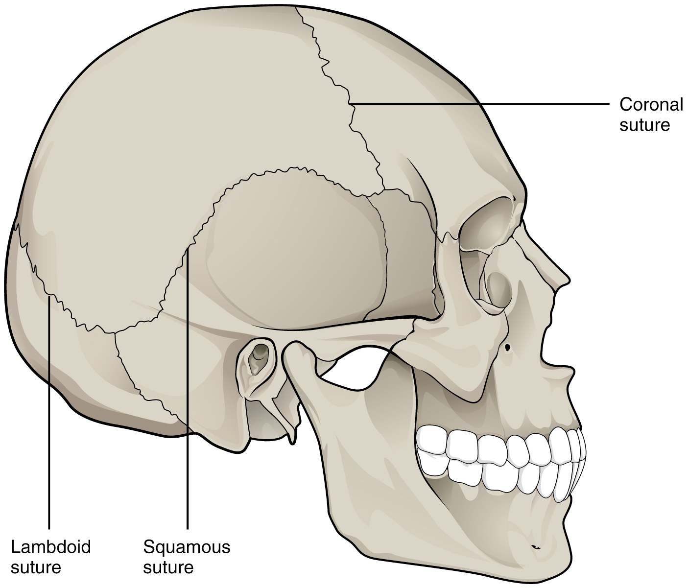 Adult skull sutures