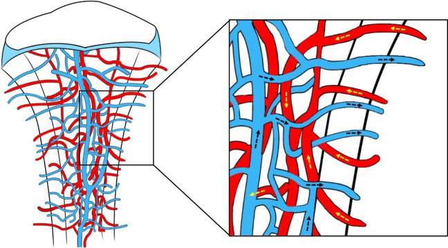 Diagram of bone vasculature including transcortical vessels