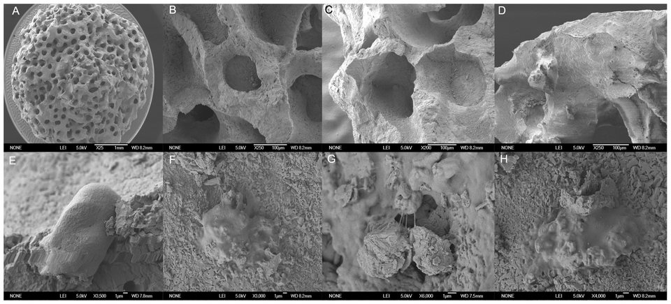 A porous coral-derived scaffold at increasing magnification