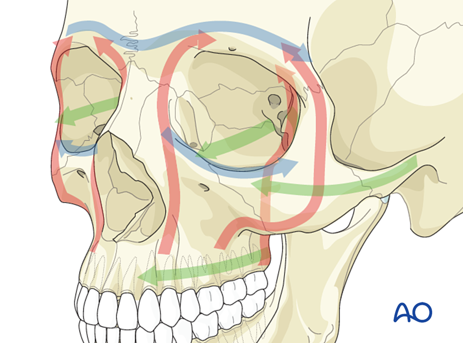 The frame of the face